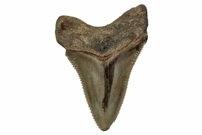 Serrated, Juvenile Megalodon Tooth - South Carolina #340744